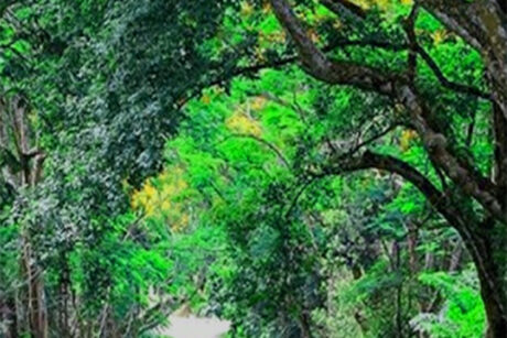 CUC PHUONG NATIONAL PARK – PRIVATE 1 DAY TOUR