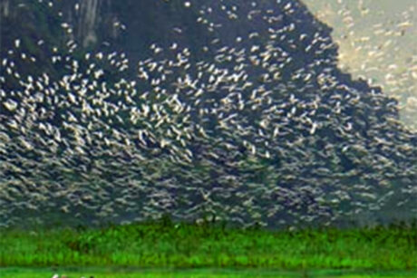 Van Long Ninh Binh