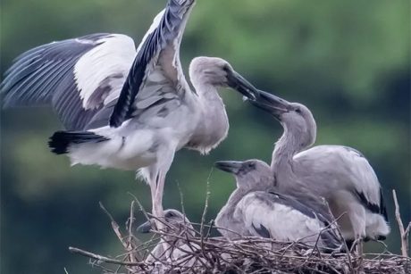 Thung Nham (Bird Park) - Half day tour